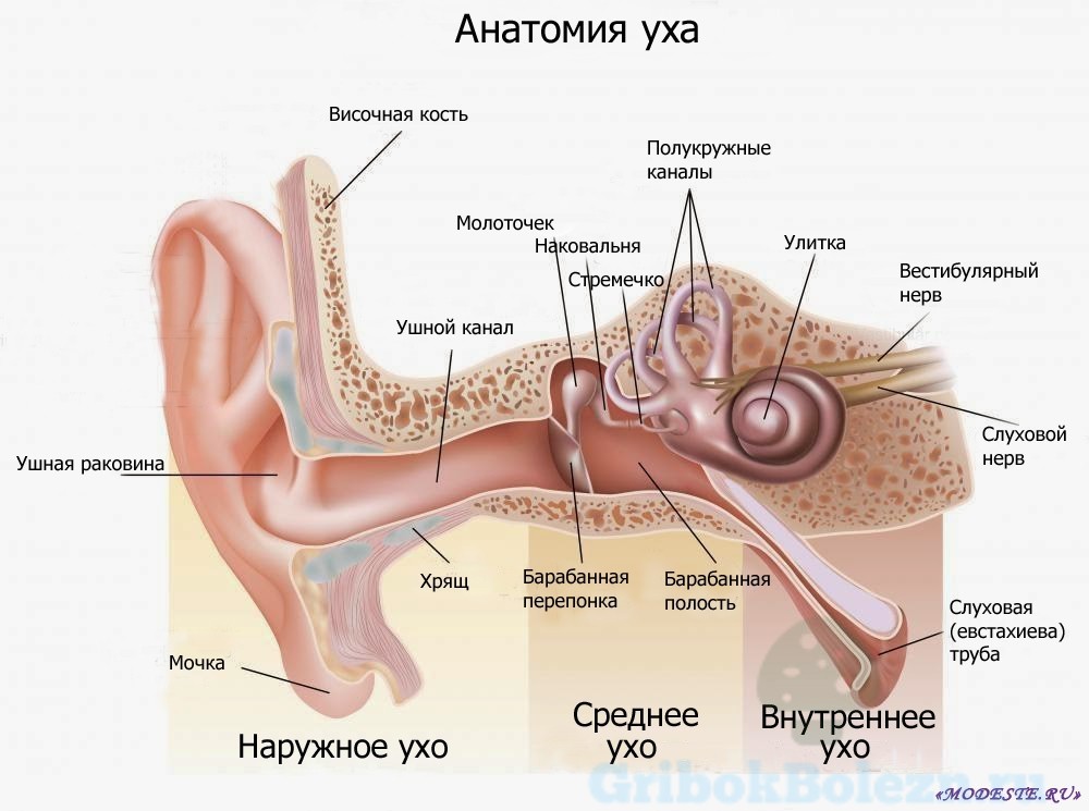 анатомия уха